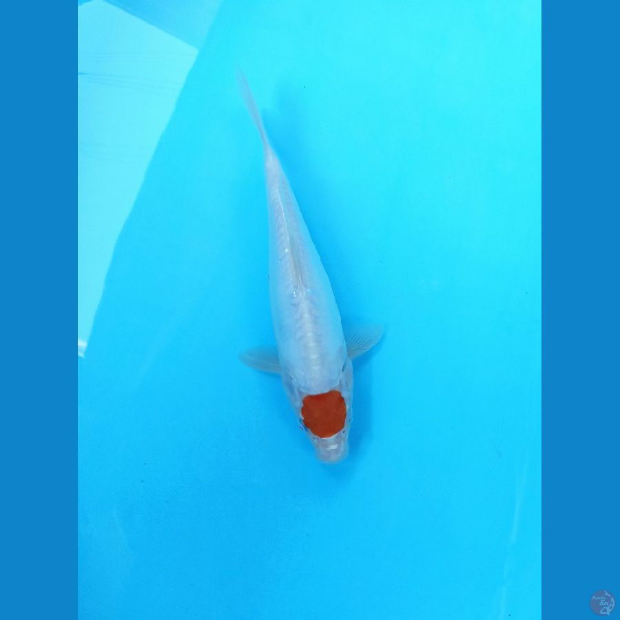 Tancho 24cm