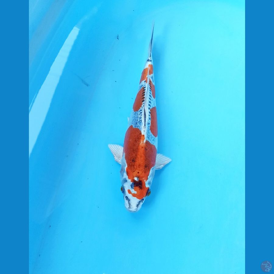 Kiko 26cm