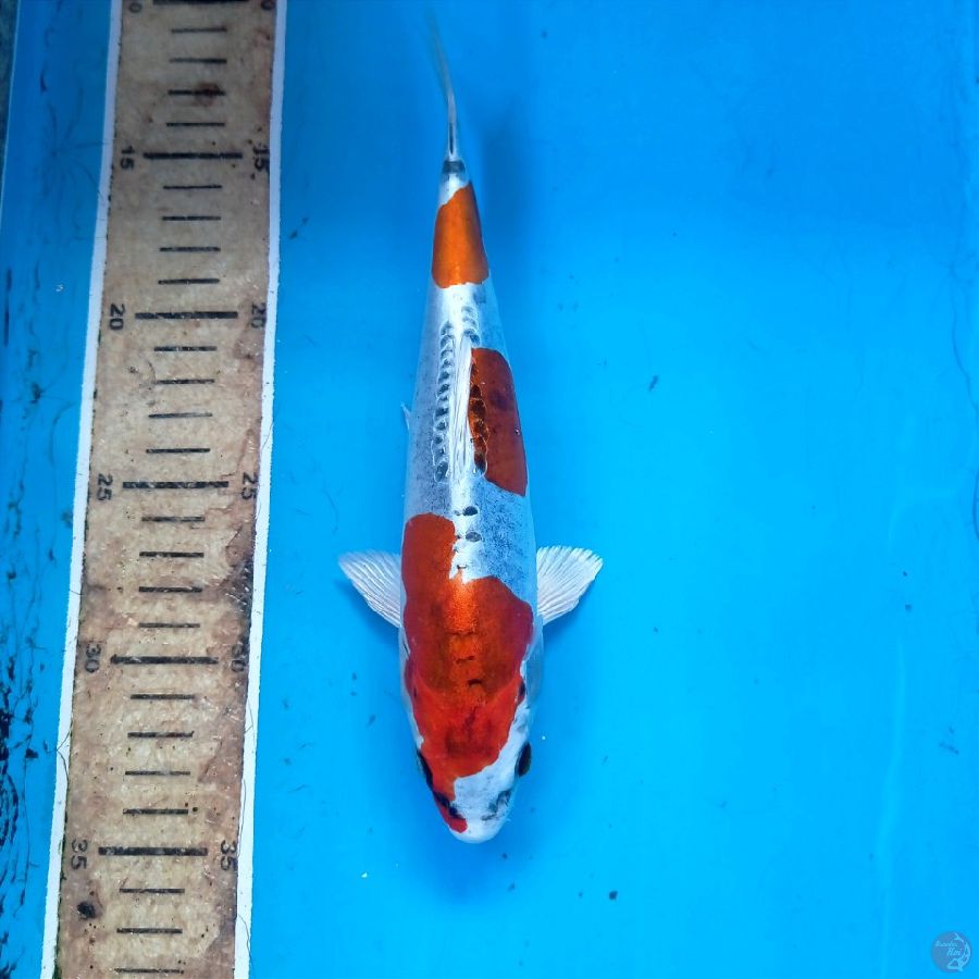 kiko, 22 cm