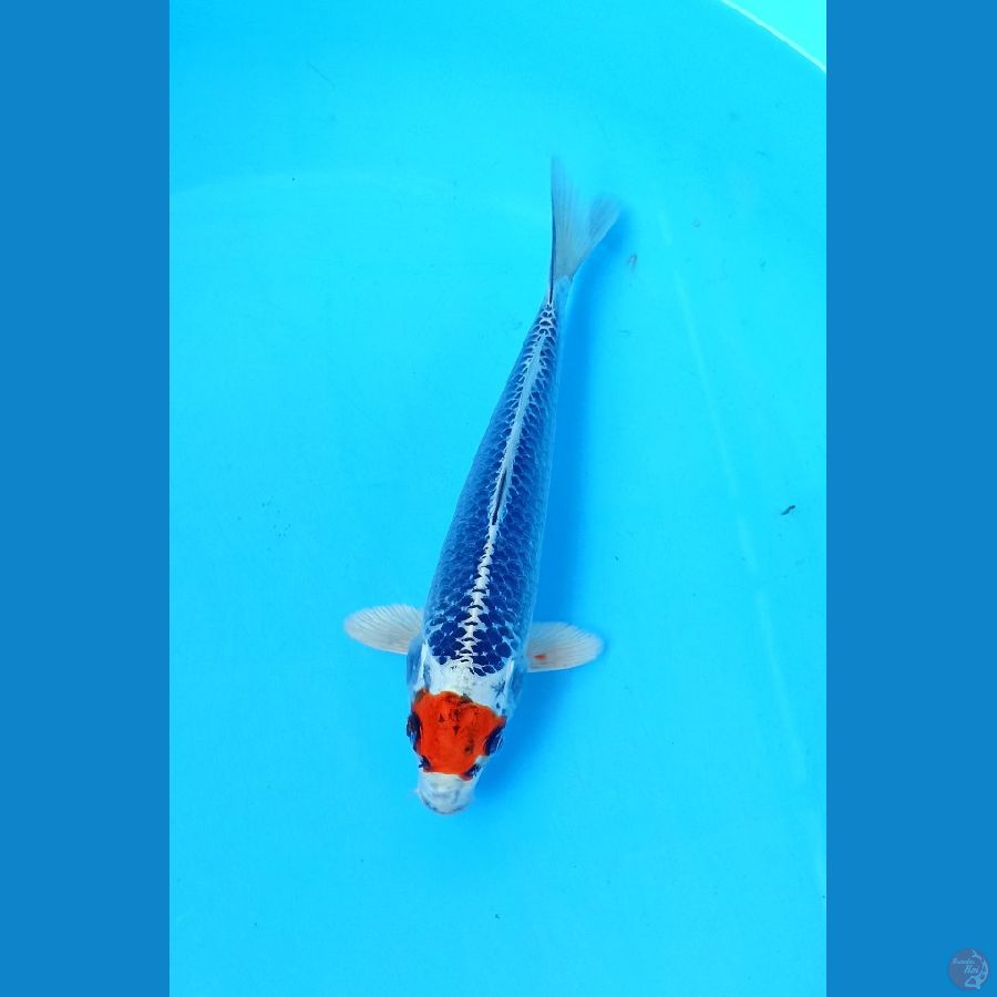 Tancho 21cm