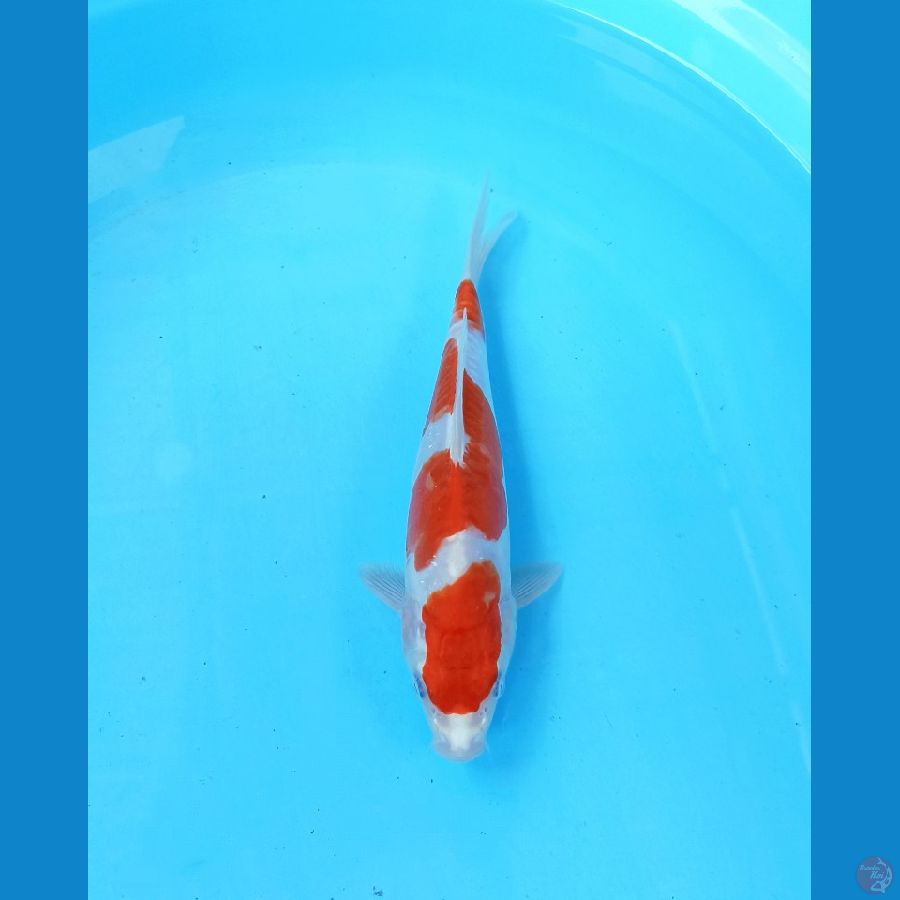 Kohaku doit 26cm