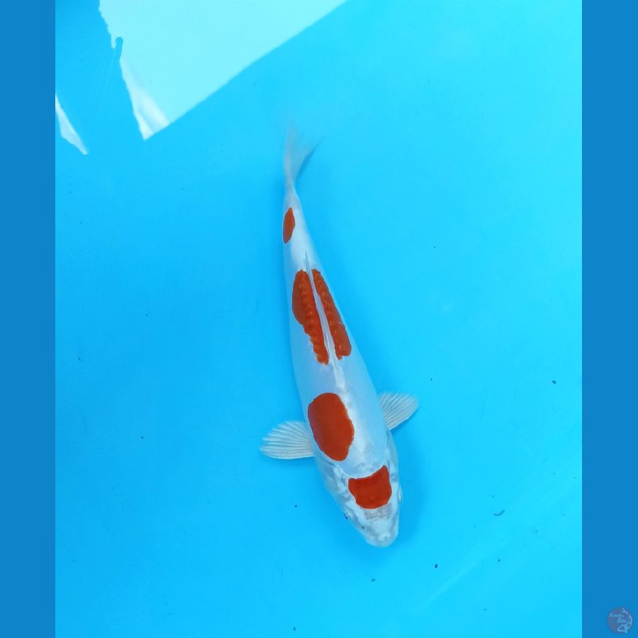 Kikushui 21cm