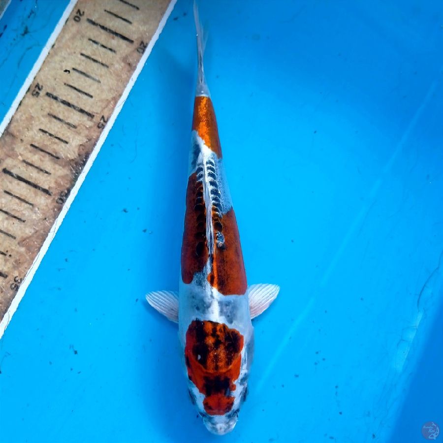 kiko, 21 cm