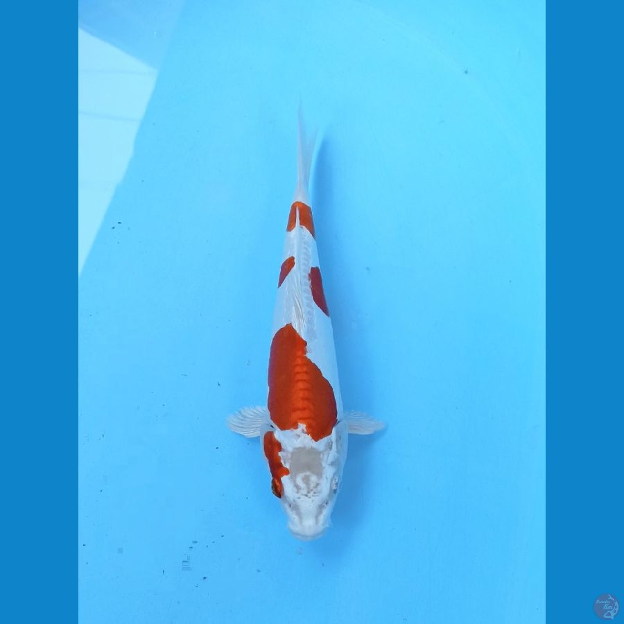 Kikushui 22cm