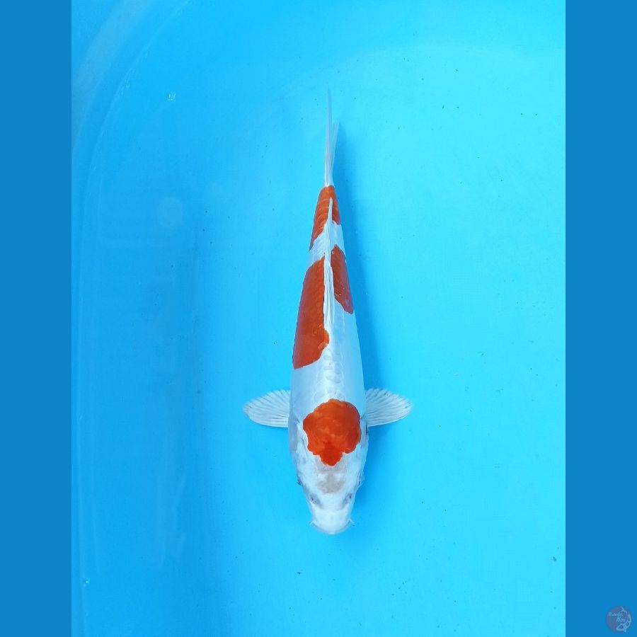 Kikushui 28cm