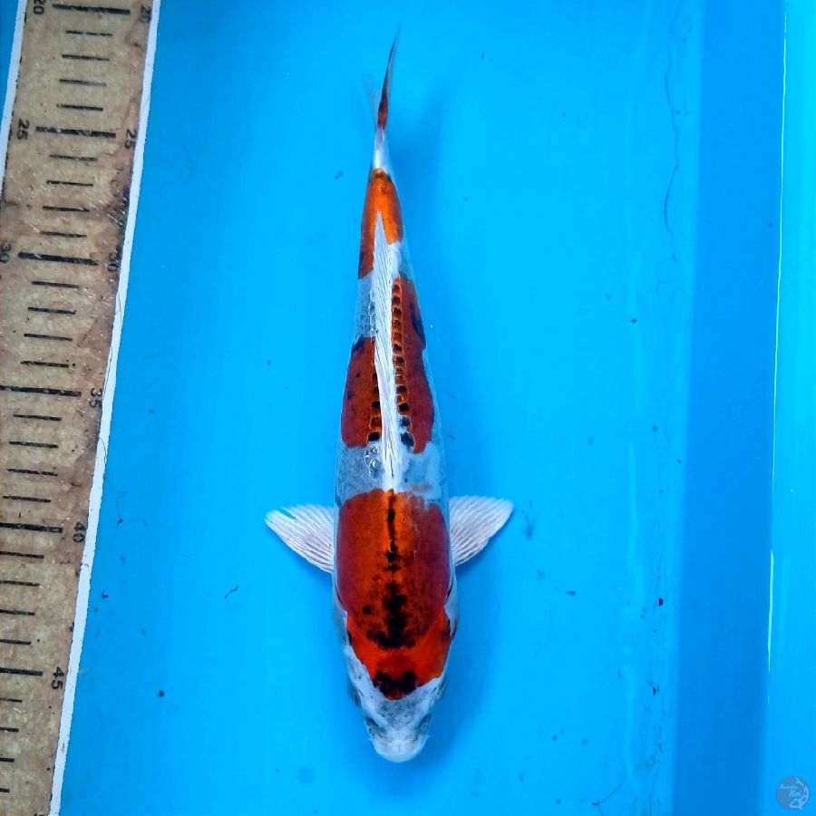 kiko, 25 cm