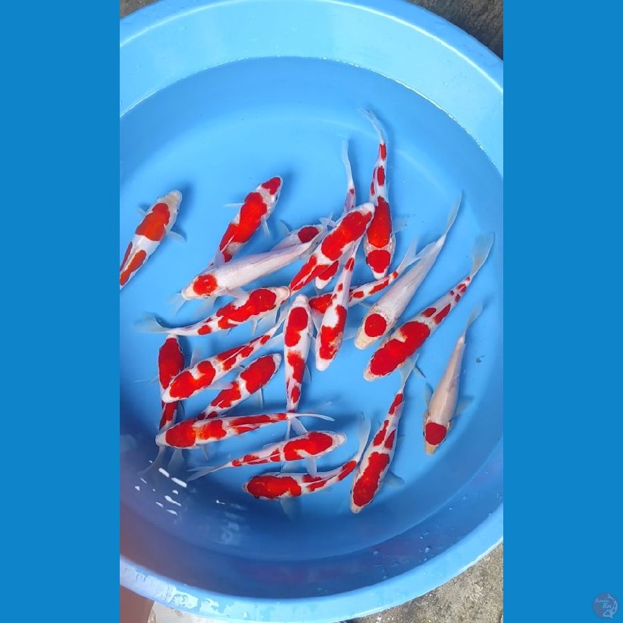 kohaku sanke 12-15cm
