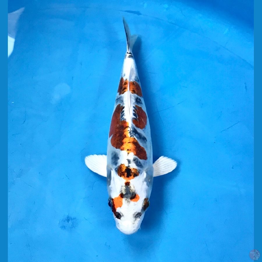 beni kiko 20cm