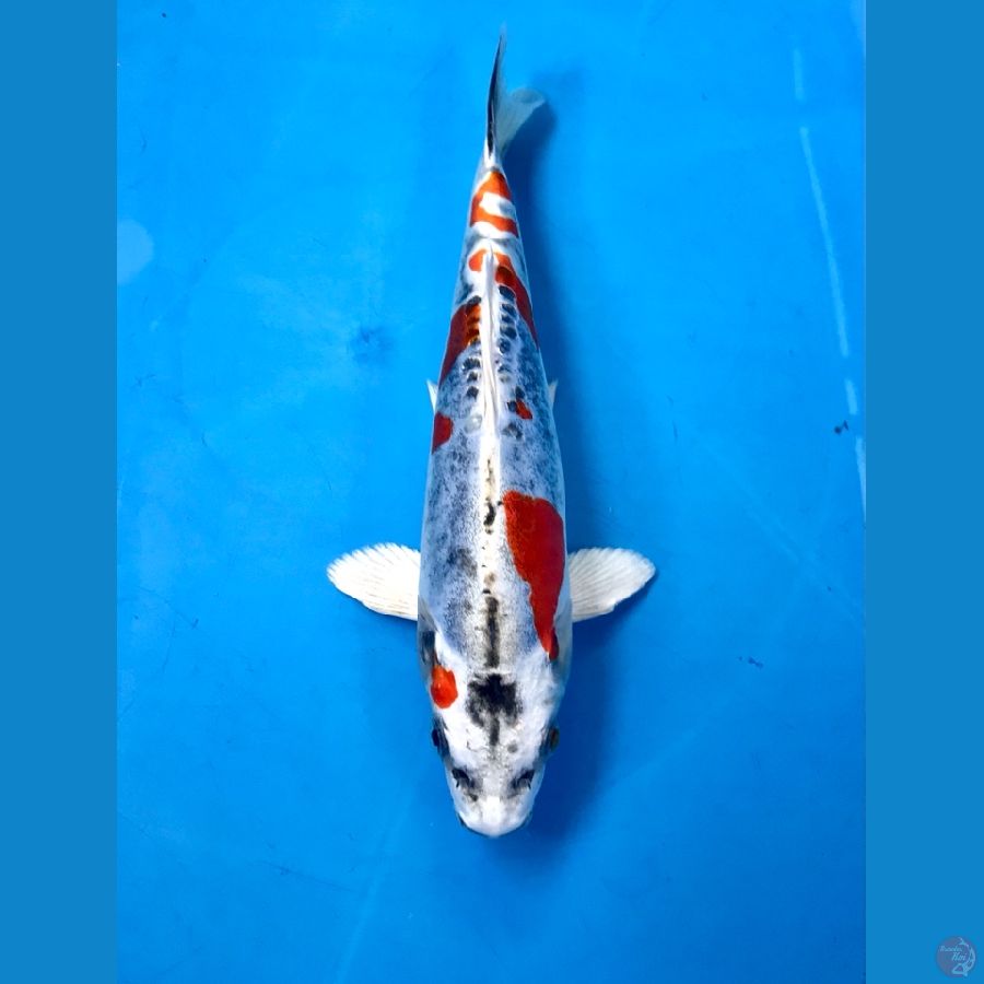 beni kiko 22cm