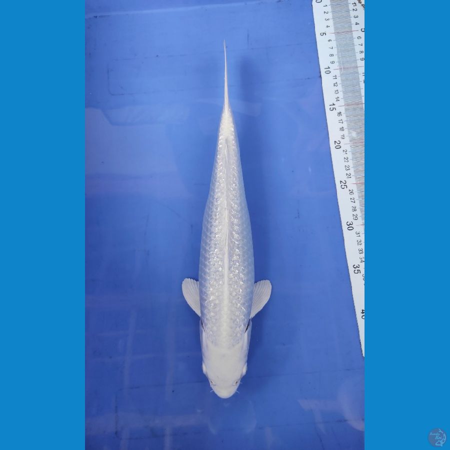 platinum 37cm