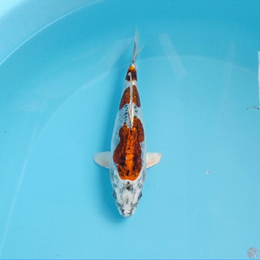 kiko, 20 cm