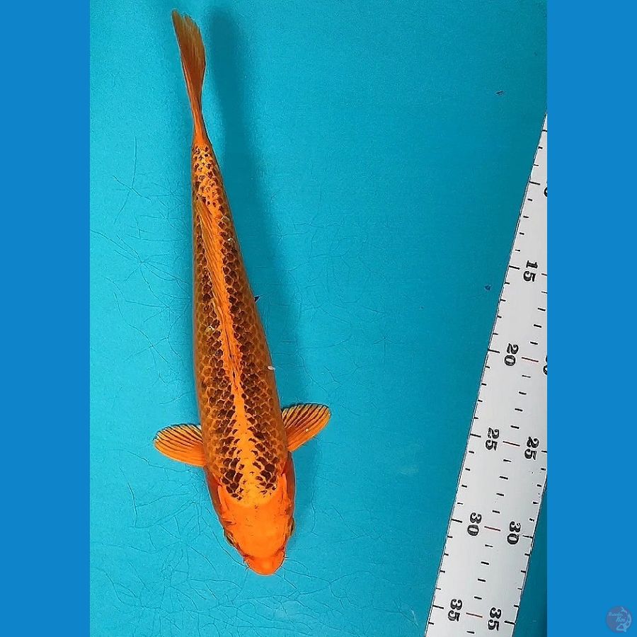 MATSUBA BERSIH 30CM MALE