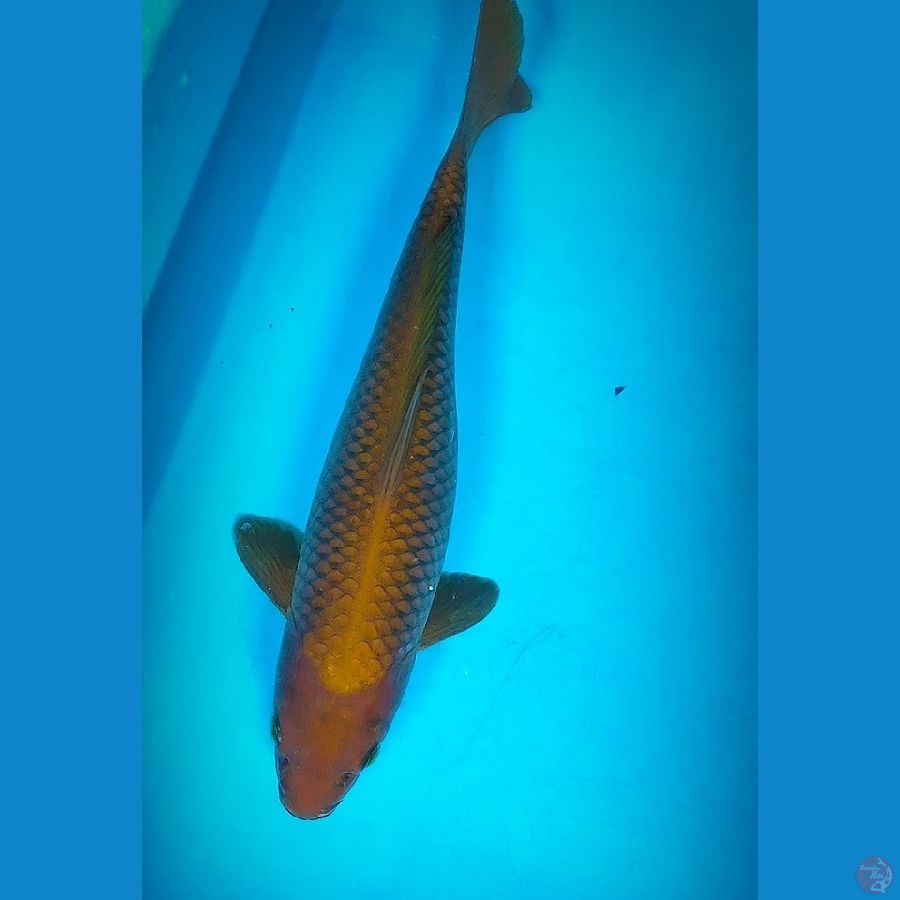 CHAGOI RING RAPI 34CM