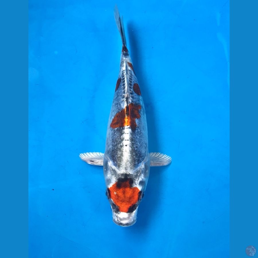 maruten kiko 20cm