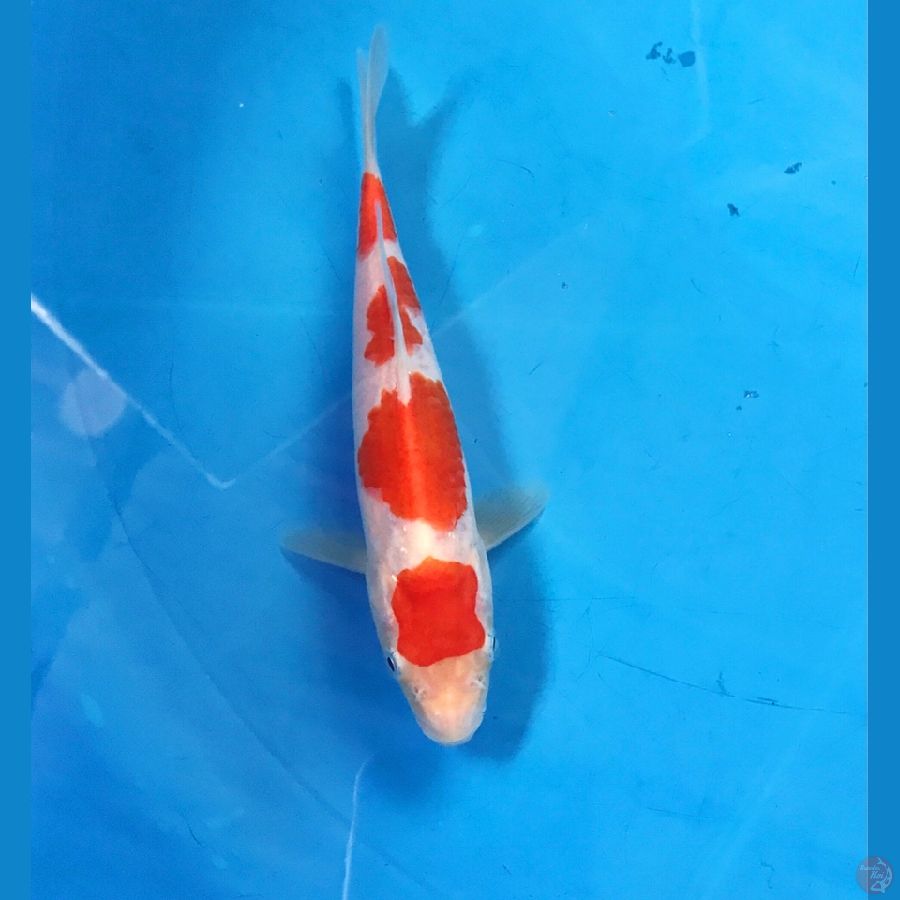 kohaku 17cm