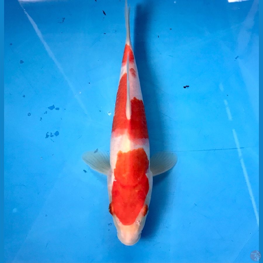 kohaku 23cm