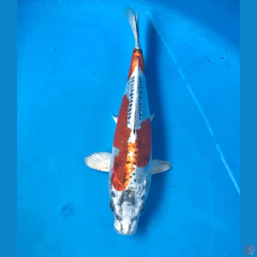 kiko 23cm