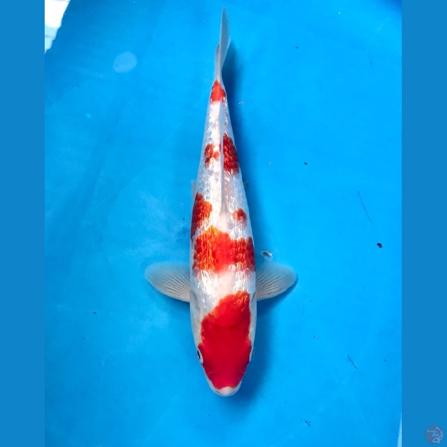 kohaku ginrin 25cm