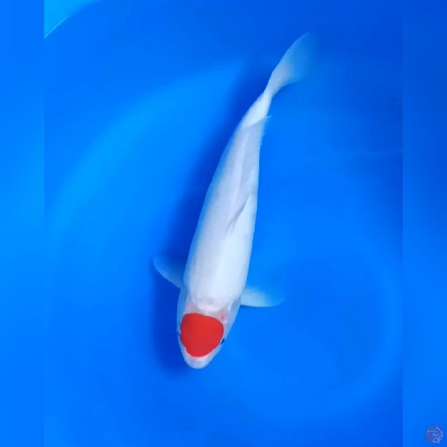 TANCHO KOHAKU # 37CM - F