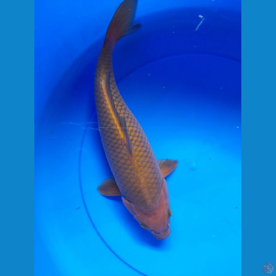 35cm Chagoi