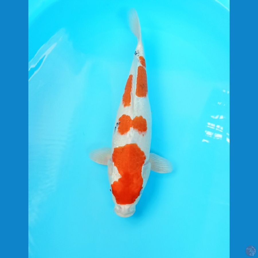 Sanke 38cm