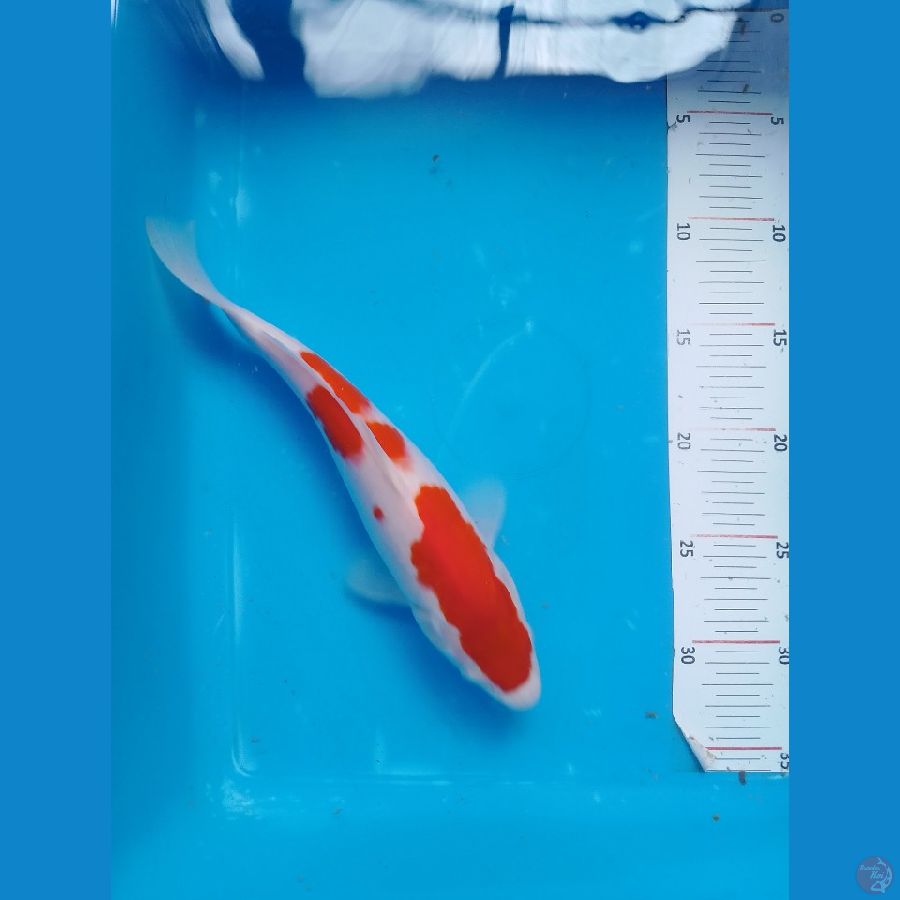 28 cm male