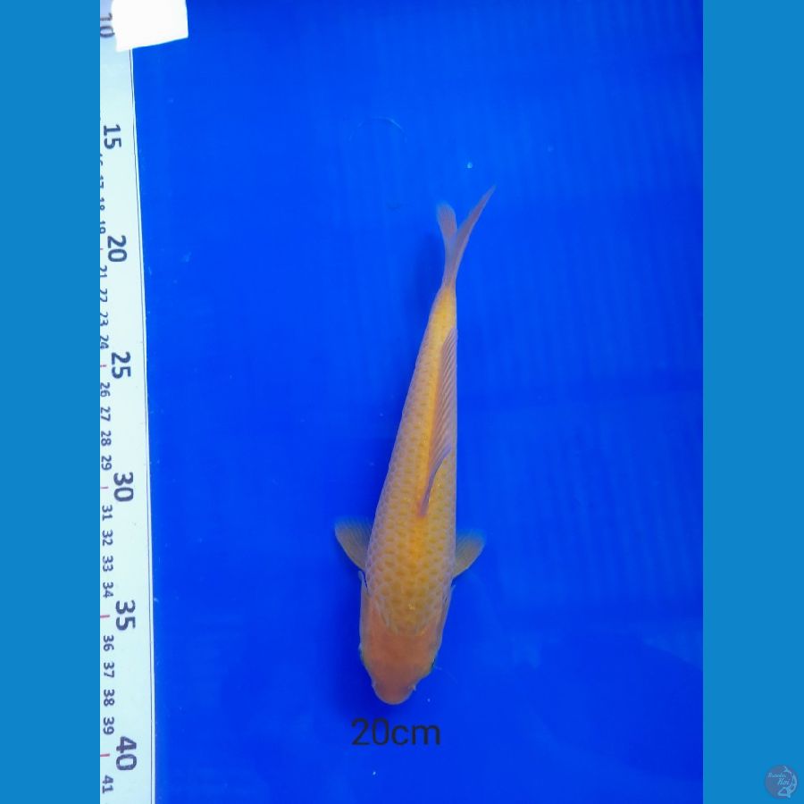 20cm Karasi corn