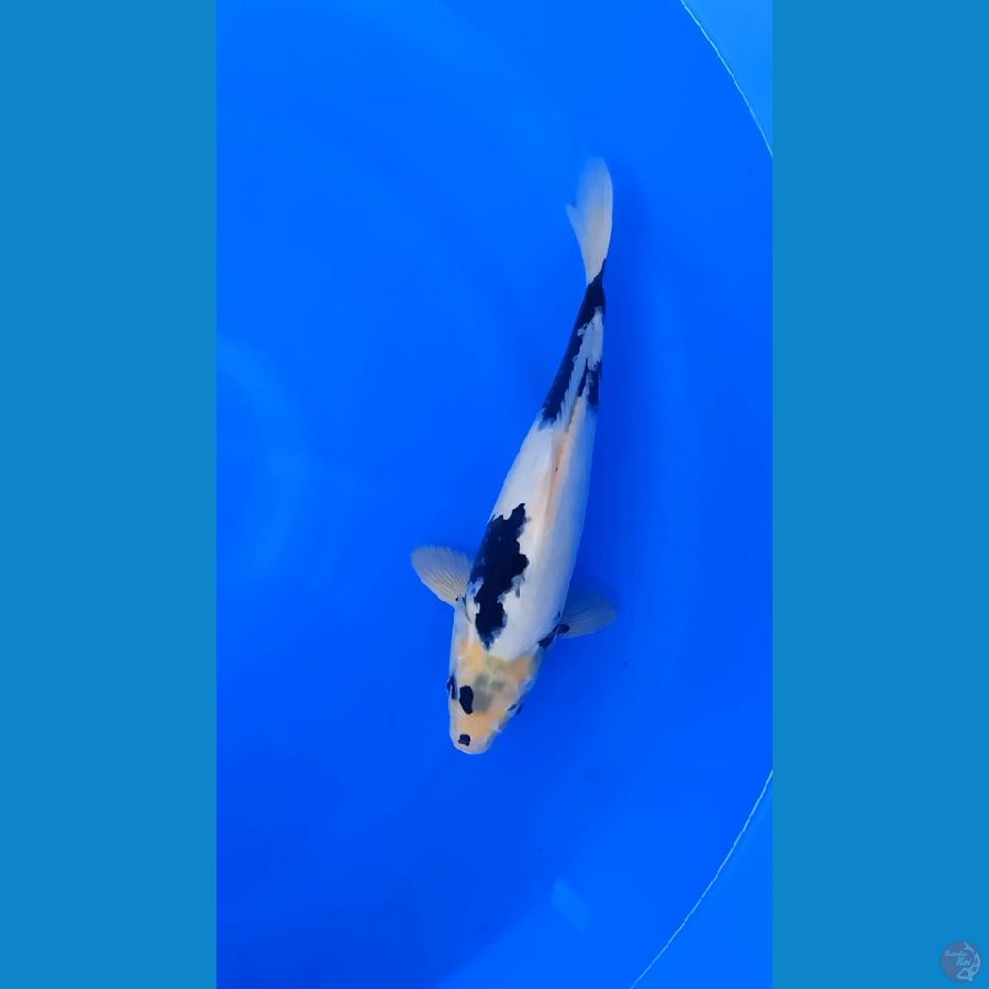 PANDA 03 SHIRO SI GANTENG 30 M