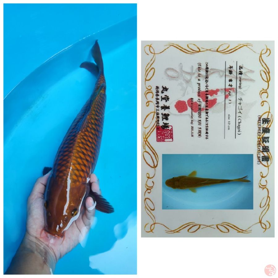 45BU JANTAN CHAGOI MARUDO GOOD FUKURIN