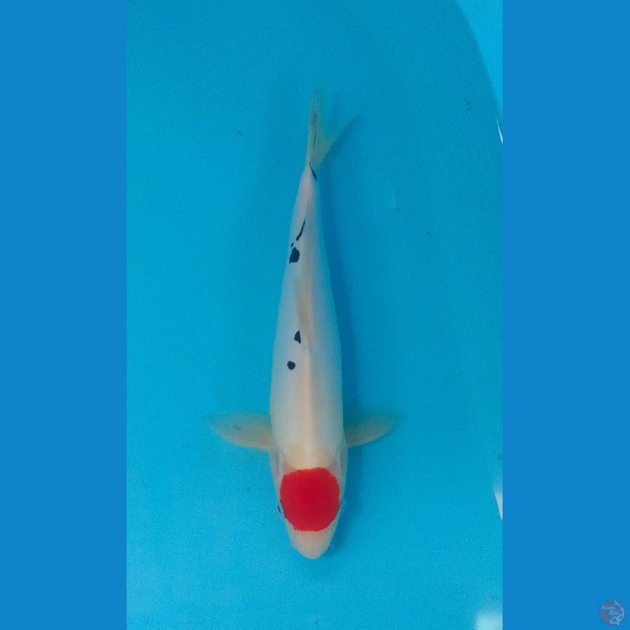 original tancho doitsu ±37cm