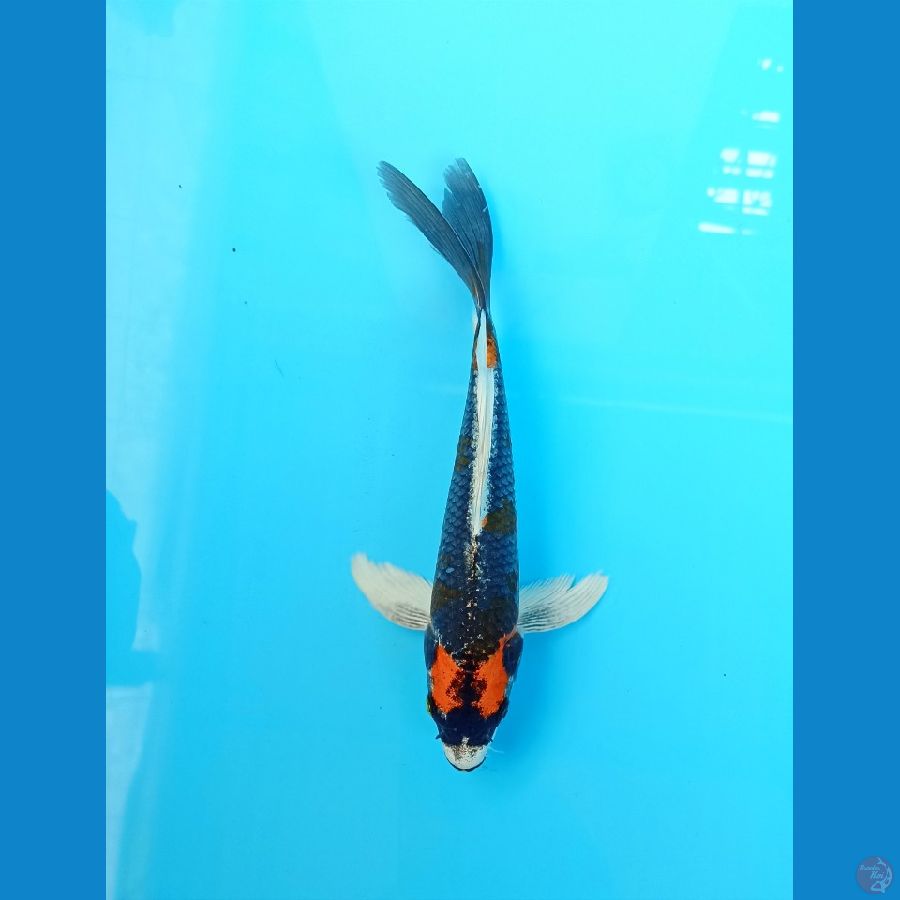 Kumpay 21cm