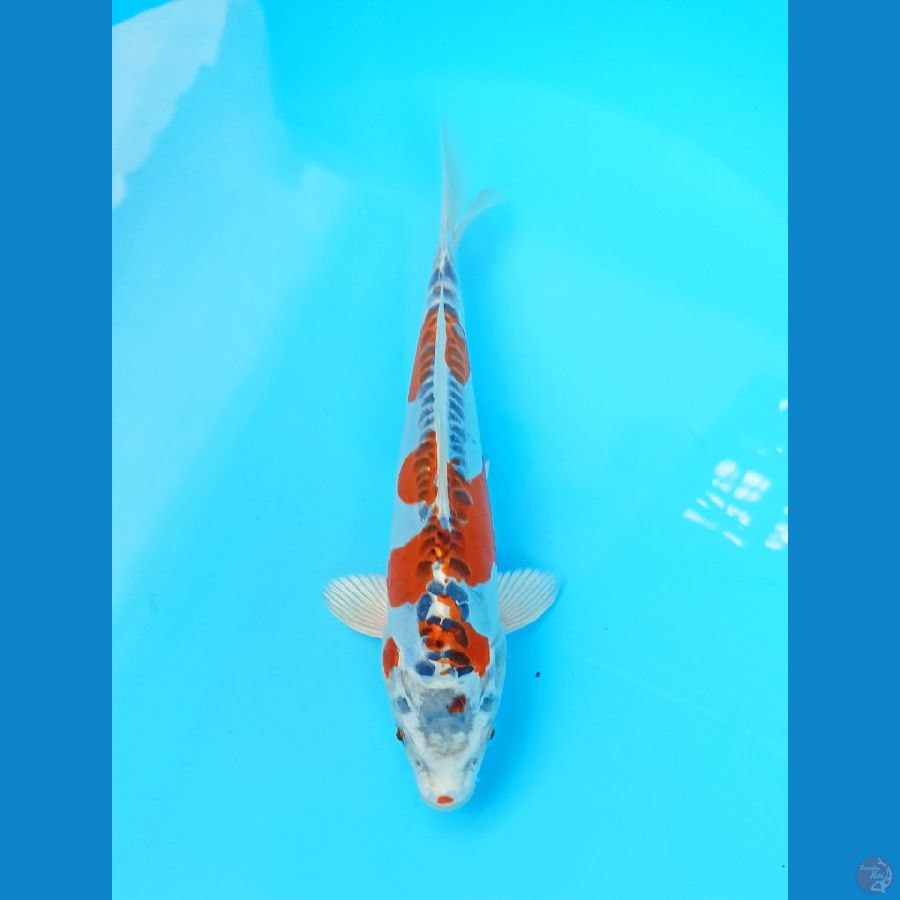 Kujaku doit 24cm