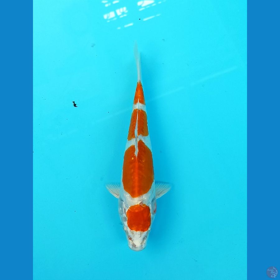 Kikushui 19cm