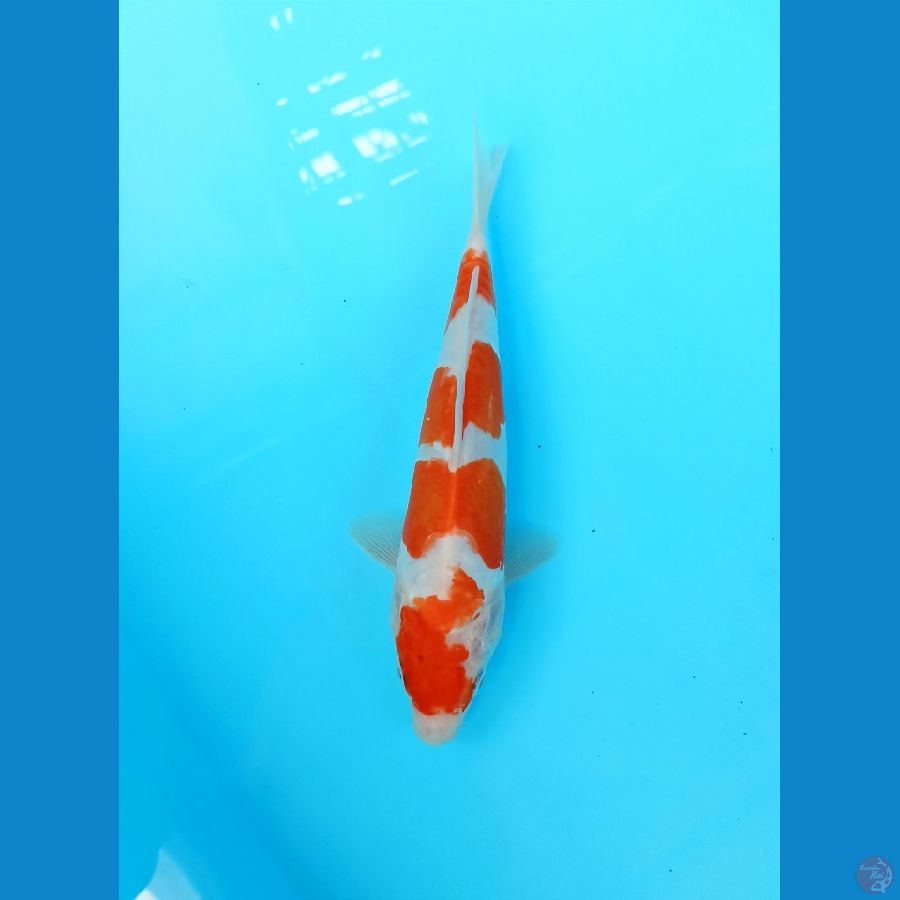 Kohaku doit 24cm
