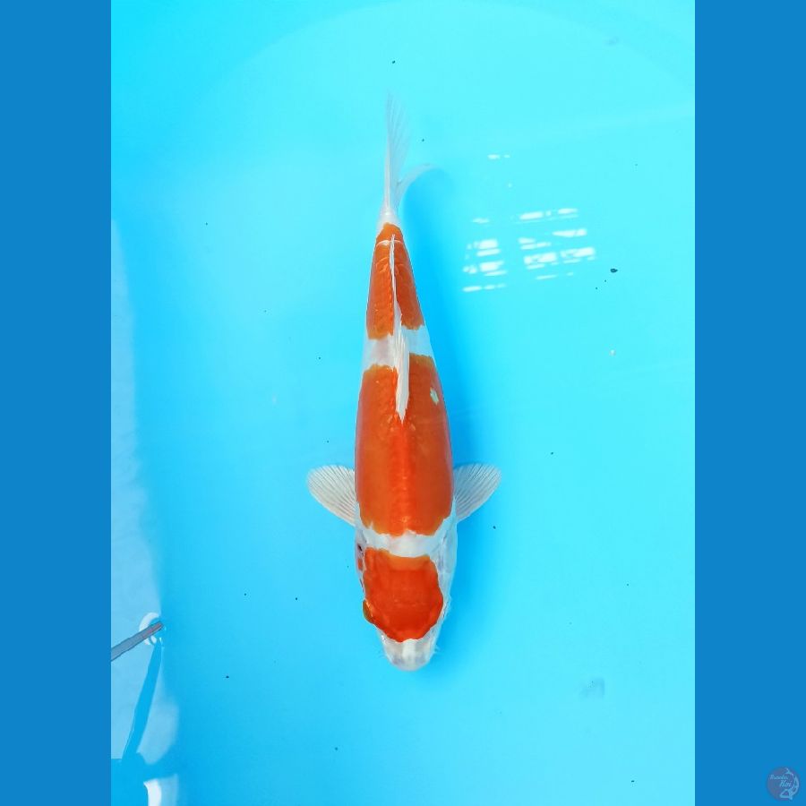 Kikushui 26cm