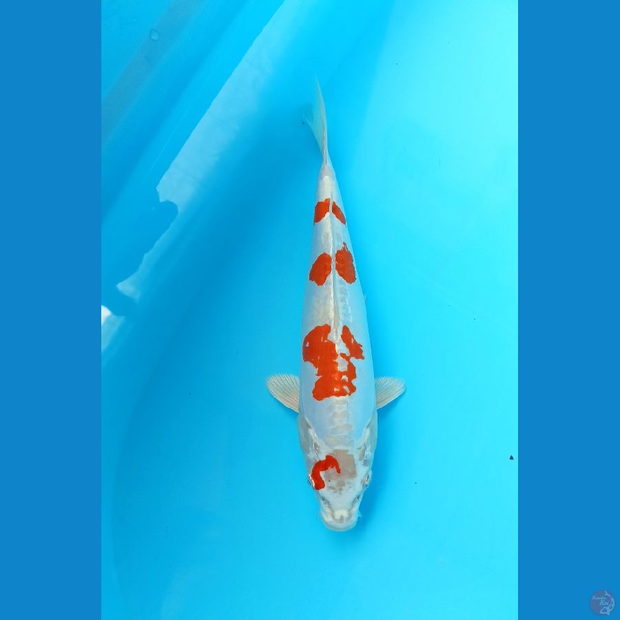 Kikushui 28cm