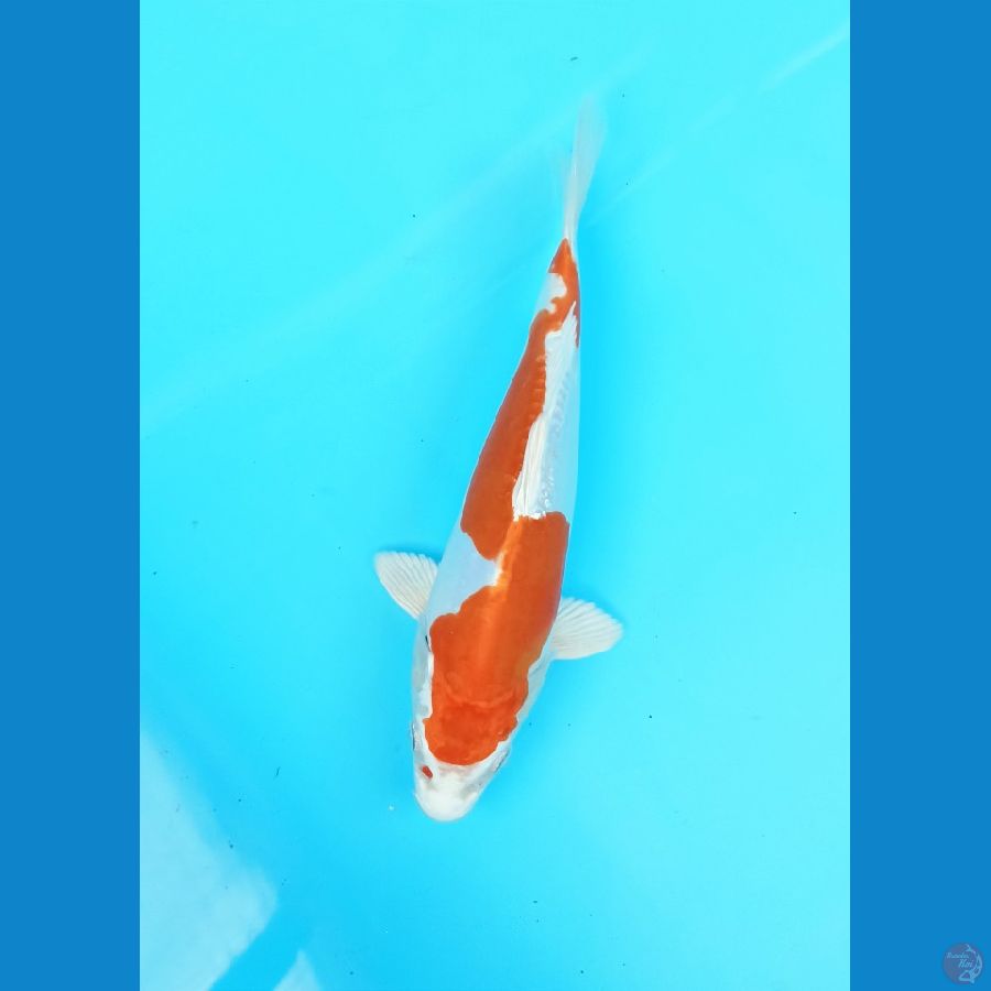 Kikushui 24cm