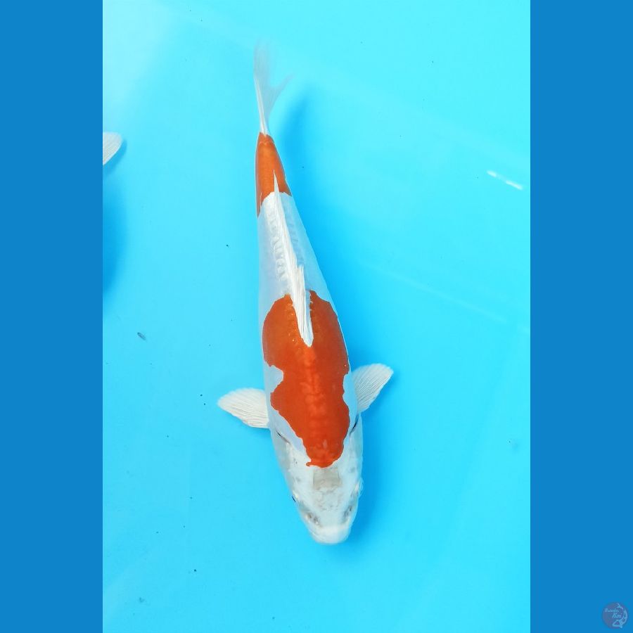 Kikushui 24cm