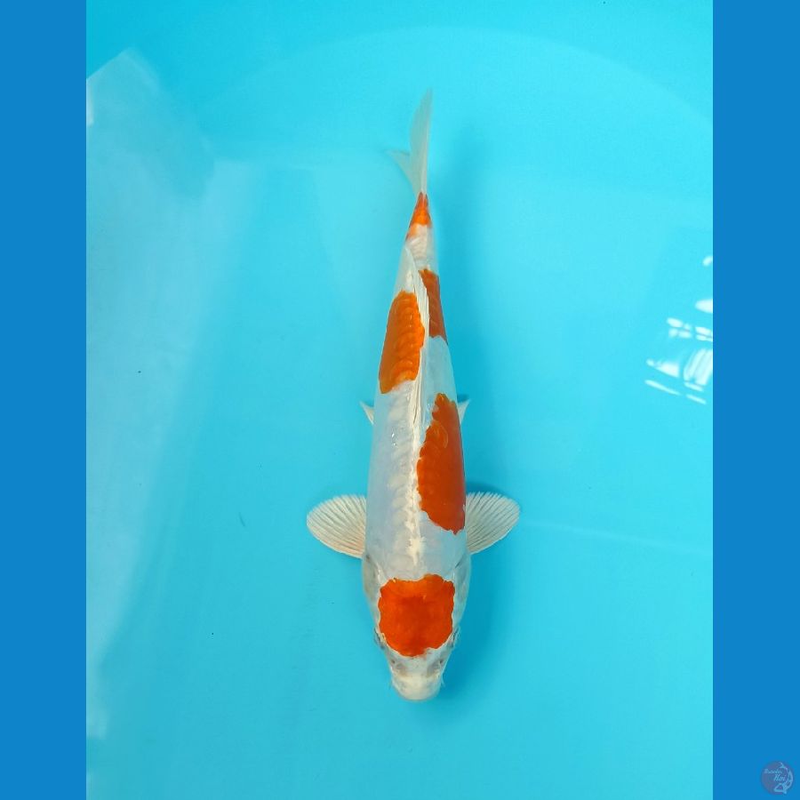 Kikushui 24cm