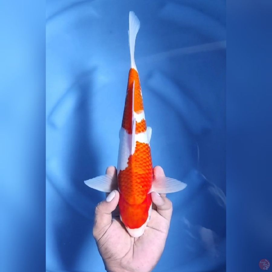 ( 32CM ) KOHAKU ORIGINAL - MALE