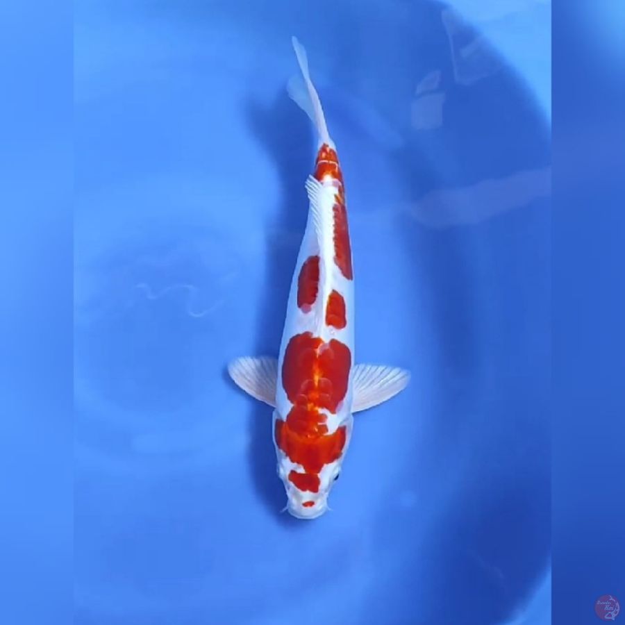 ( 31CM ) GOOD KIKUSUI - MALE