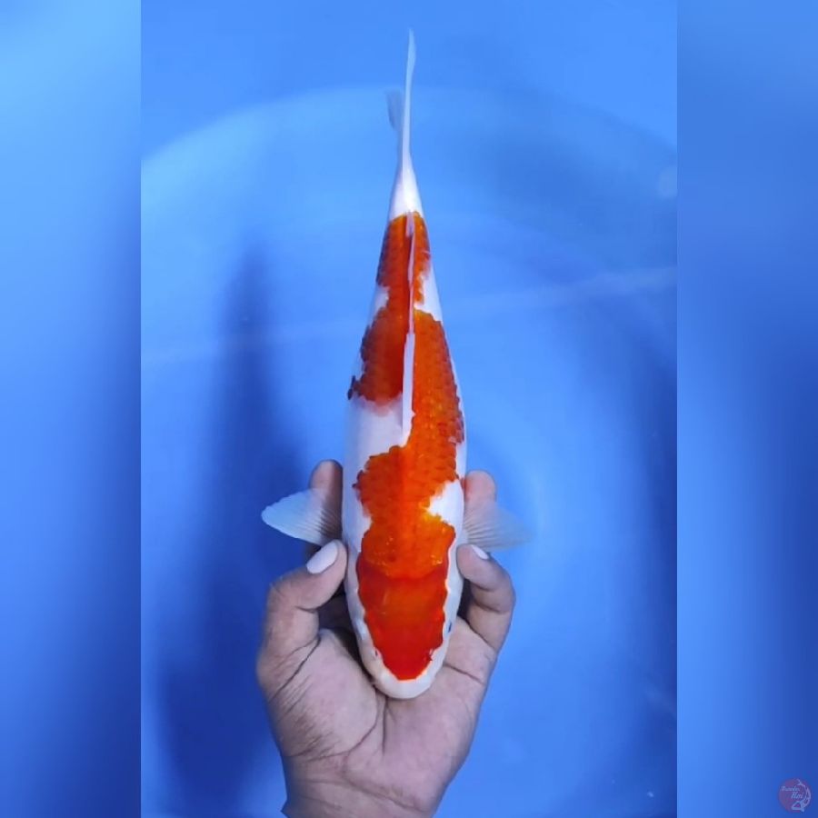 ( 30CM ) KOHAKU INAZUMA - FEMALE
