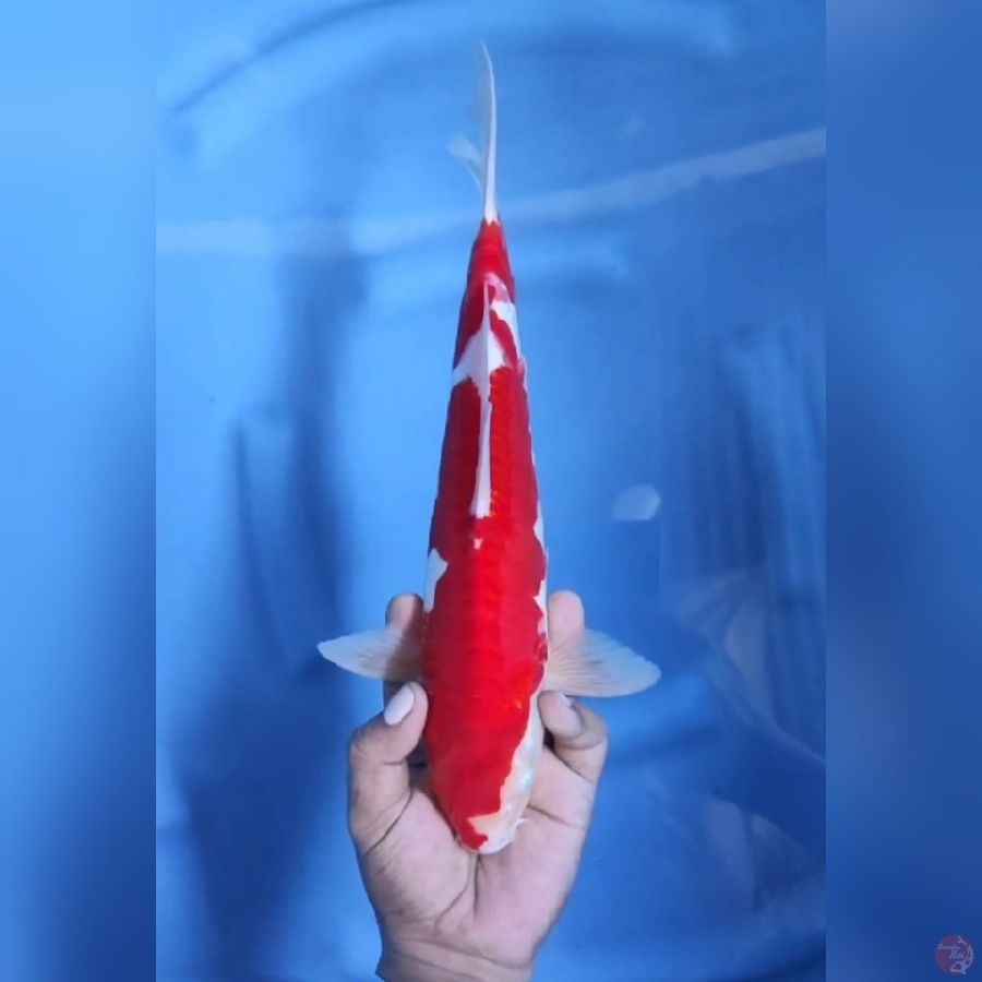 ( 35CM ) KOHAKU DOITSU STRONG - MALE