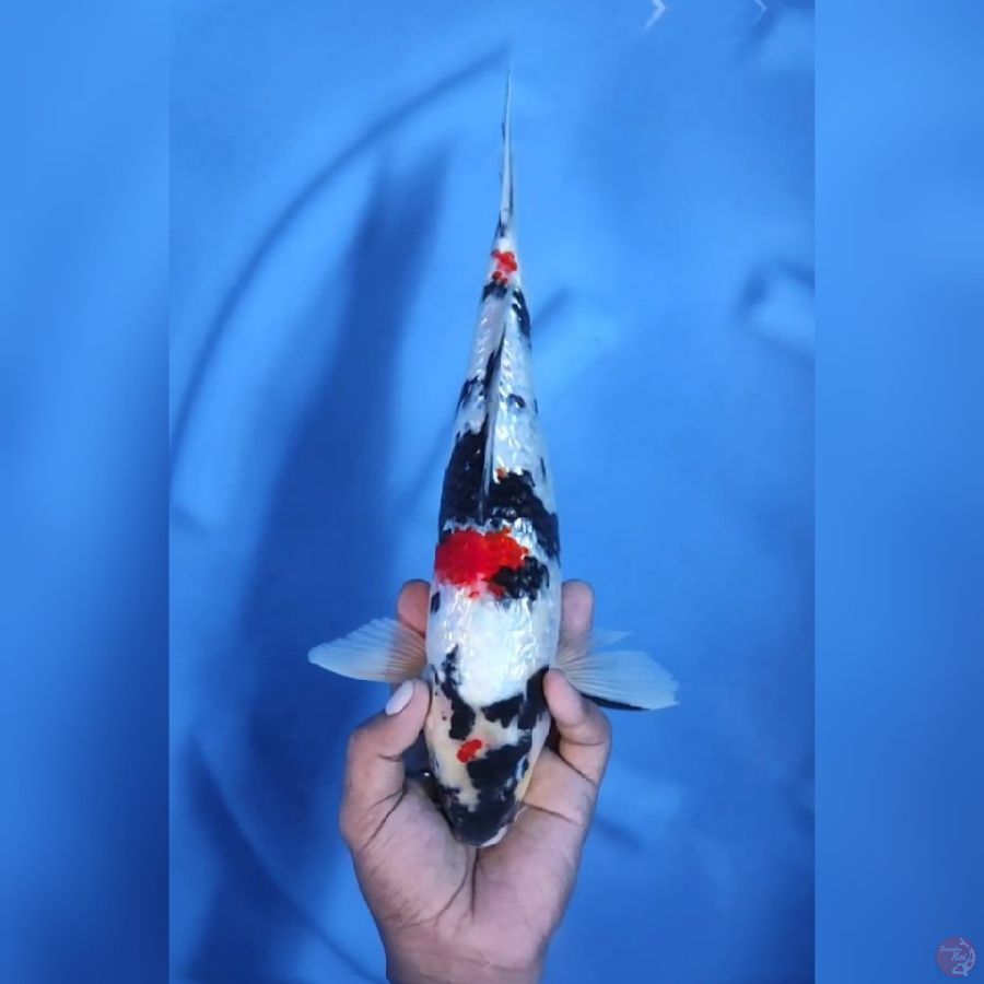 ( 36CM ) SHOWA GINRIN - MALE