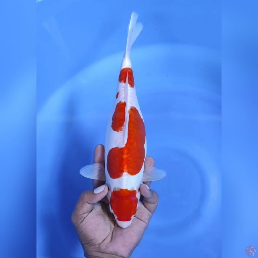 ( 32CM ) MARUTEN KOHAKU DOITSU - FEMALE