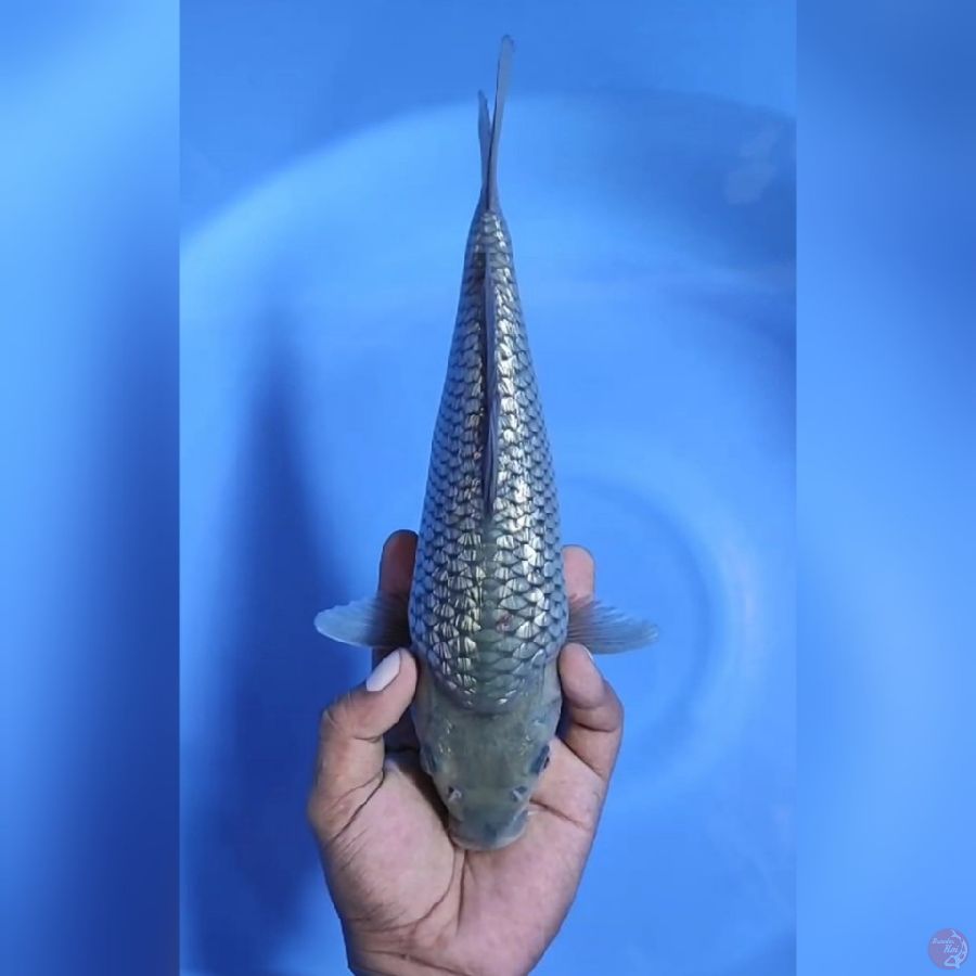 ( 30CM ) SOROGOI GINRIN PUNUK - MALE