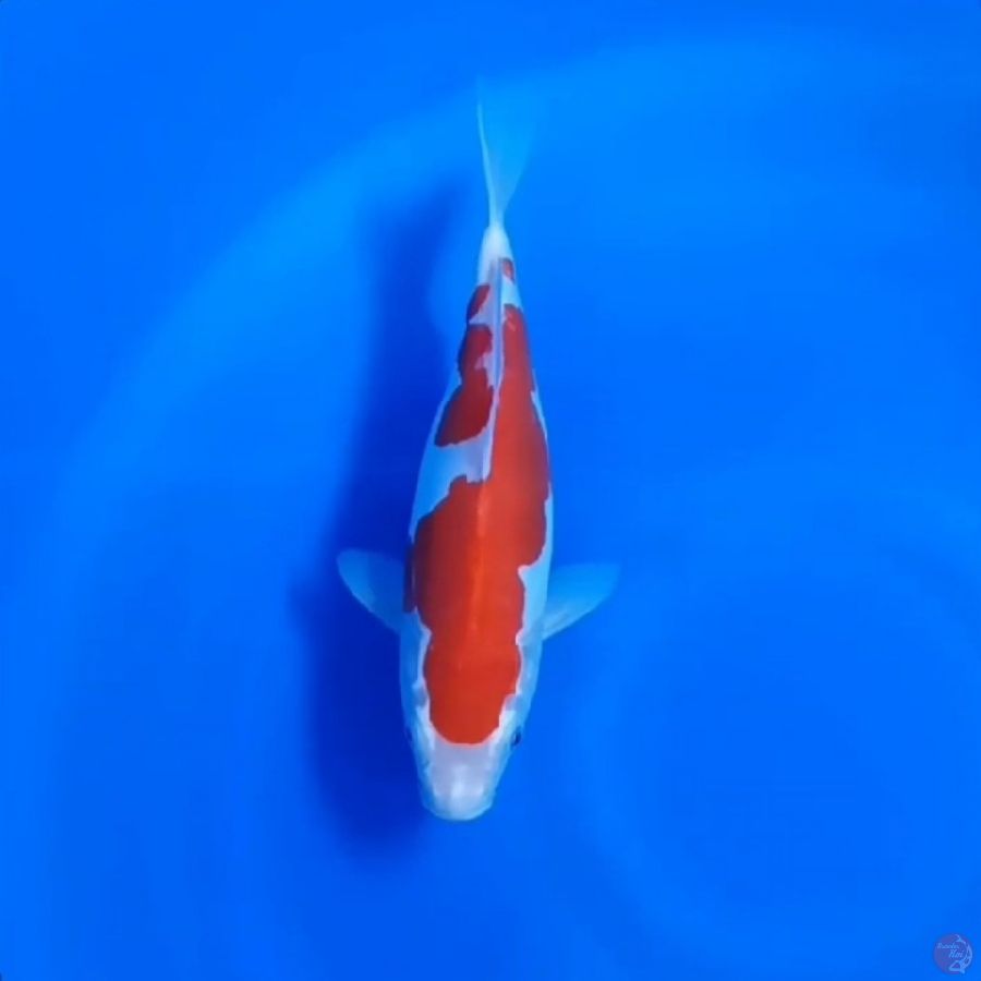 ( 28CM ) KOHAKU DOITSU MURNI - FEMALE