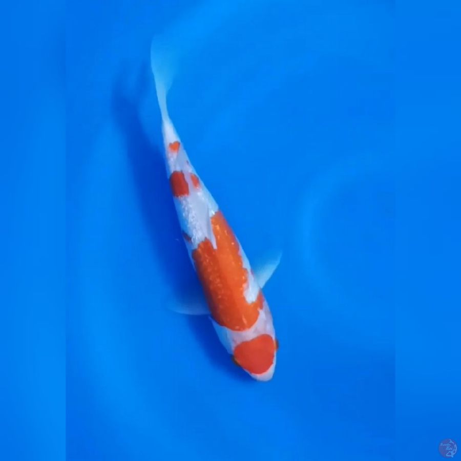 ( 34CM ) MARUTEN KOHAKU GINRIN - FEMALE