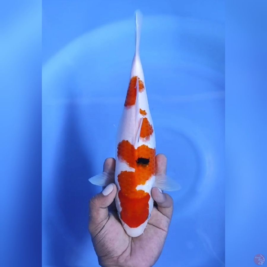( 29CM ) SANKE ORIGINAL - FEMALE