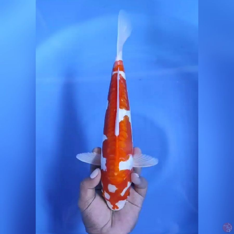 ( 31CM ) KIKUSUI POLA ANTIK ORIGINAL